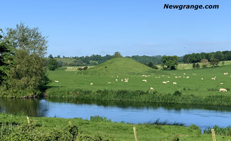 Newgrange Site B in summer pasture beside the River Boyne, with sheep grazing around the mound.