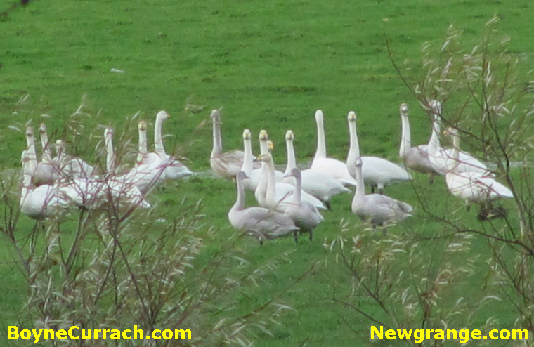 Whooper Swans